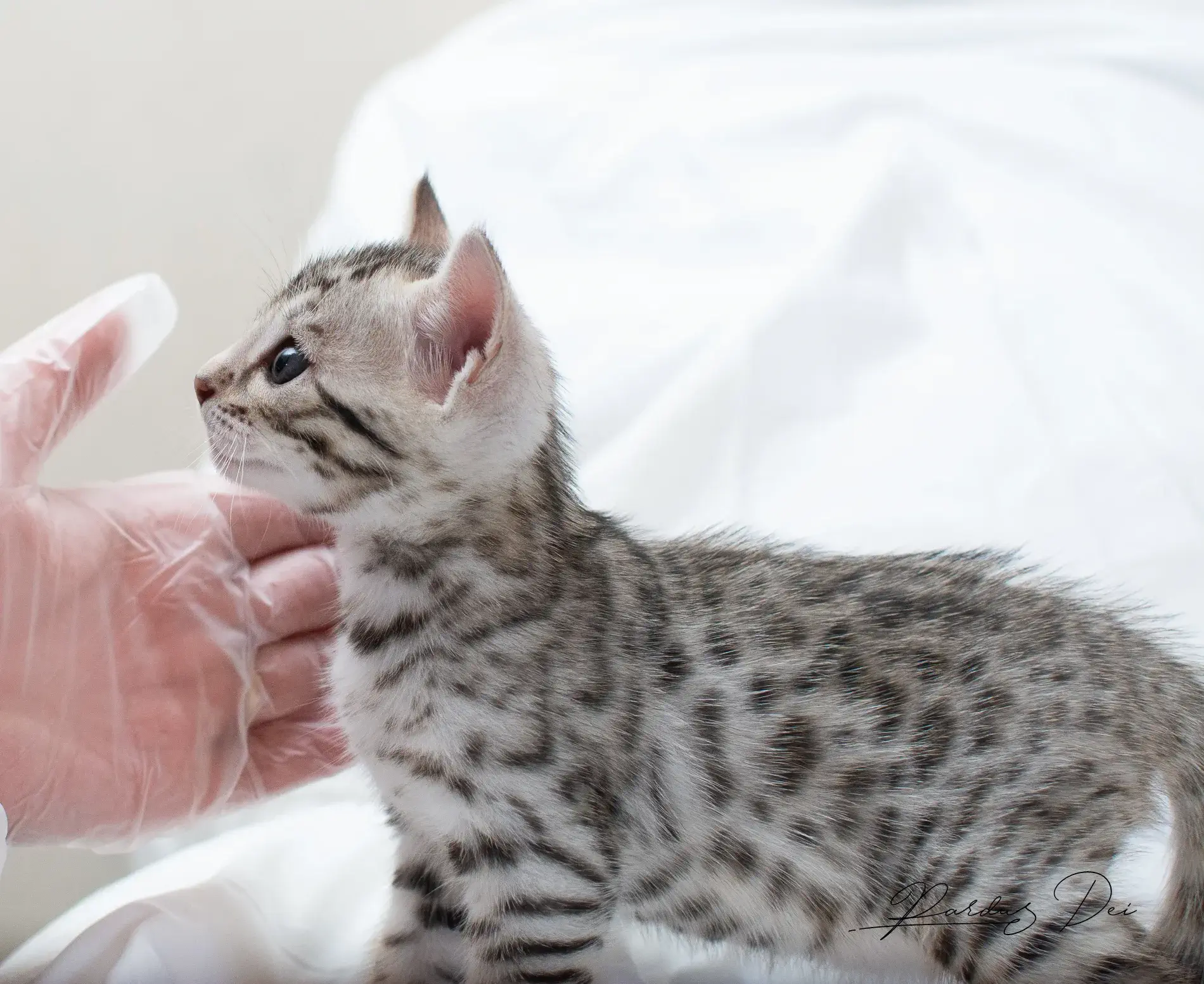 chaton bengal